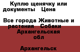 Куплю щенячку или документы › Цена ­ 3 000 - Все города Животные и растения » Собаки   . Архангельская обл.,Архангельск г.